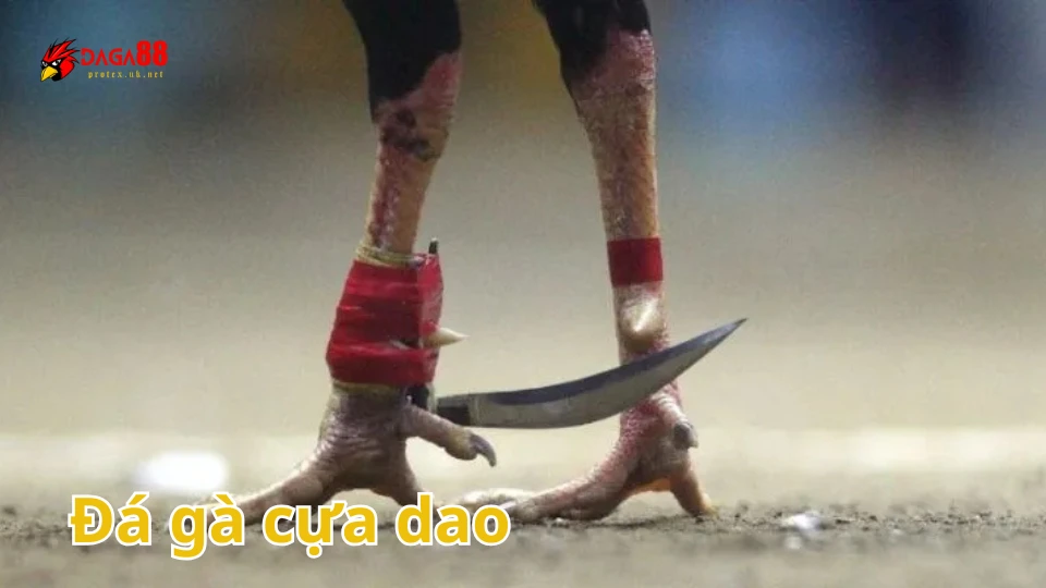 Đá gà cựa dao là gì?