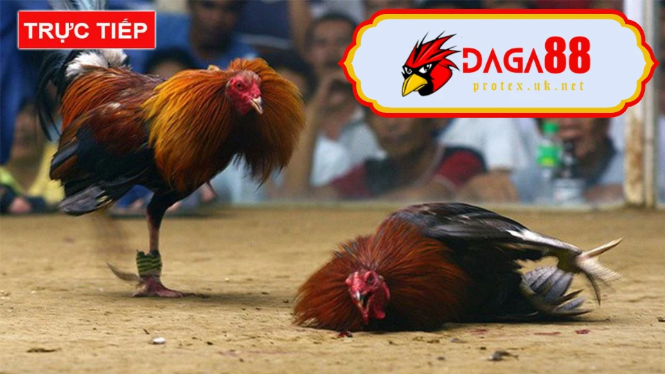 Cách chơi đá gà cựa dao tại Daga88 cho người mới